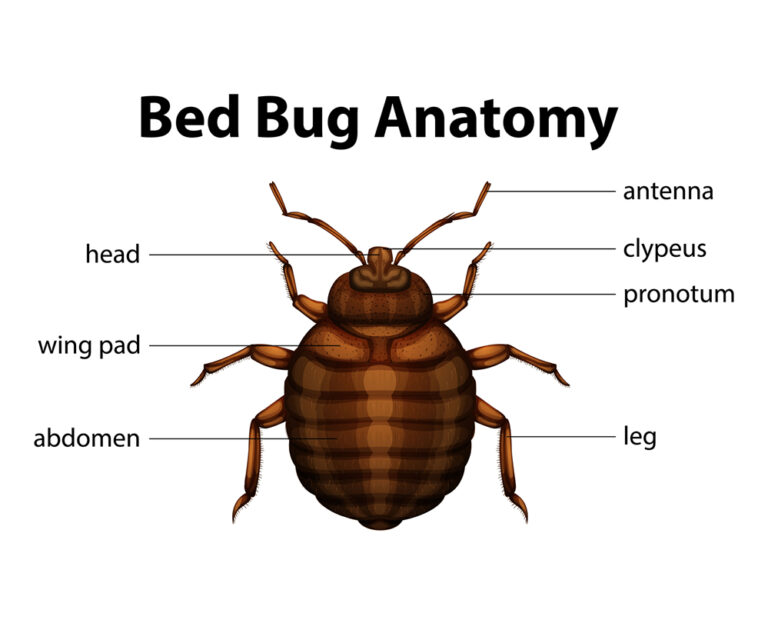 Brooklyn NY Exterminators Ants Bed bugs Rats Mice Roaches Mouse