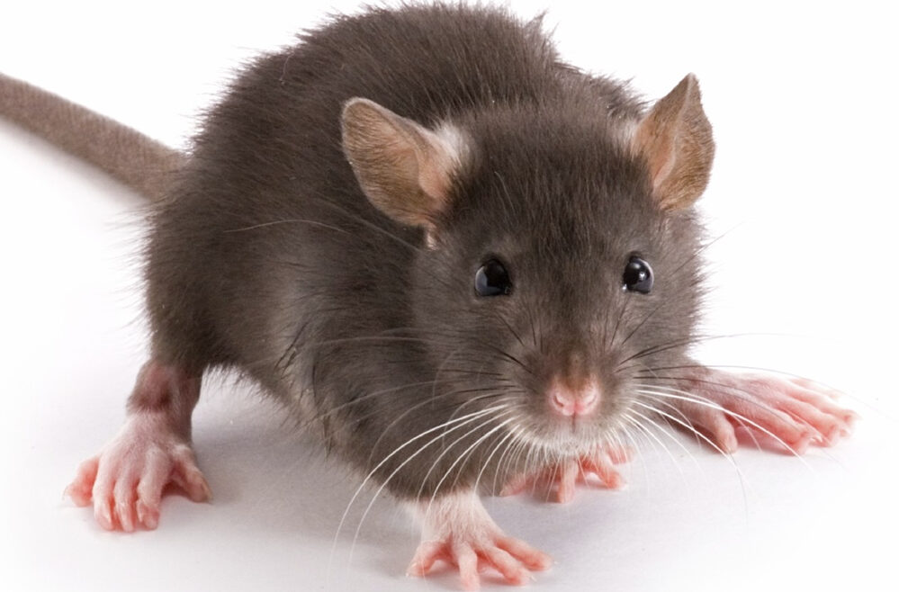 Brooklyn NY Exterminator Mice Rats Mouse