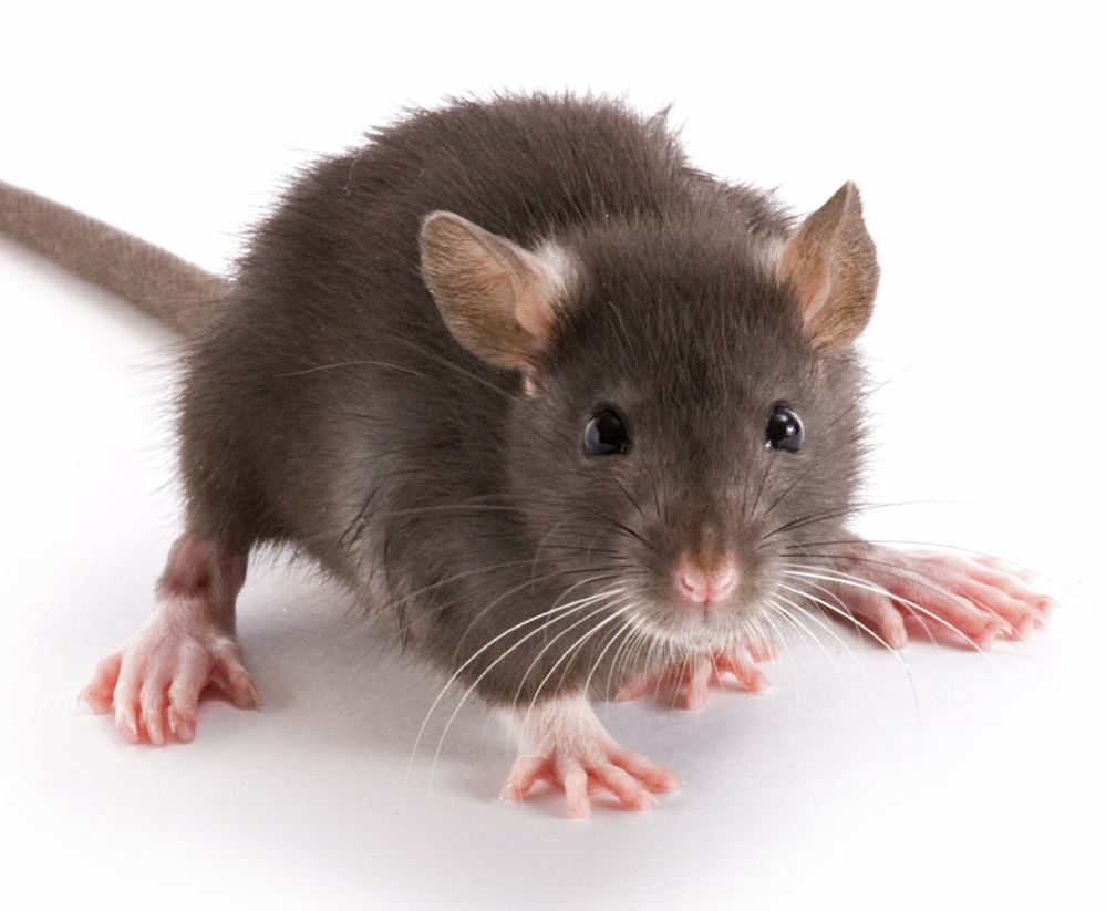 Brooklyn NY Exterminator Mice Rats Mouse
